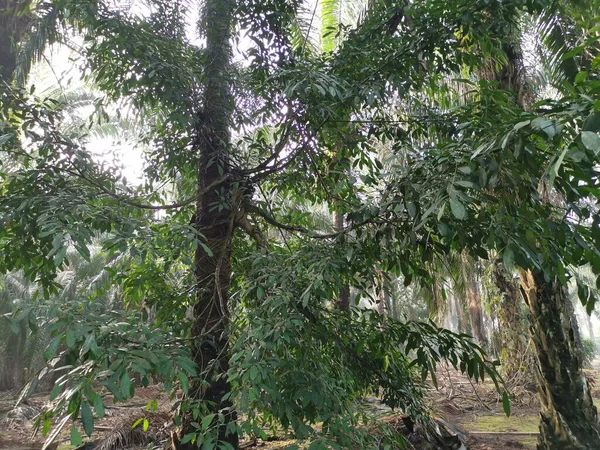 Wilder Ficus Microcarpa Baum Der Aus Dem Stamm Der Palme — Stockfoto