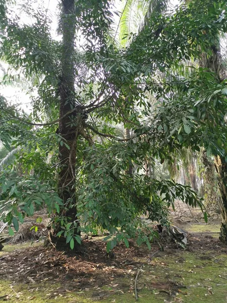 Dziki Ficus Microcarpa Drzewo Kiełkuje Palmy Pnia — Zdjęcie stockowe