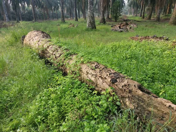 Άγρια Βαλσάμικο Αχλάδι Αναρρίχηση Φυτό Σέρνεται Στο Νεκρό Κορμό — Φωτογραφία Αρχείου