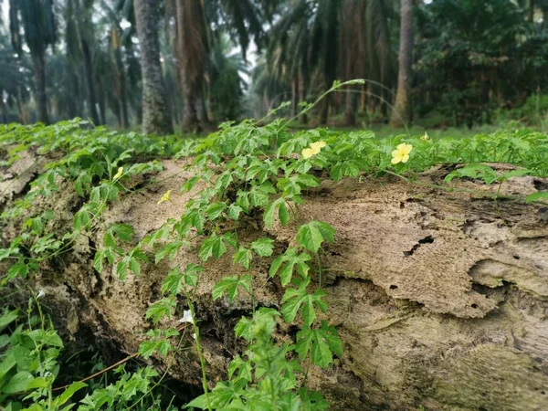 死んだ幹の上を這う野生のバルサム梨の登山工場 — ストック写真