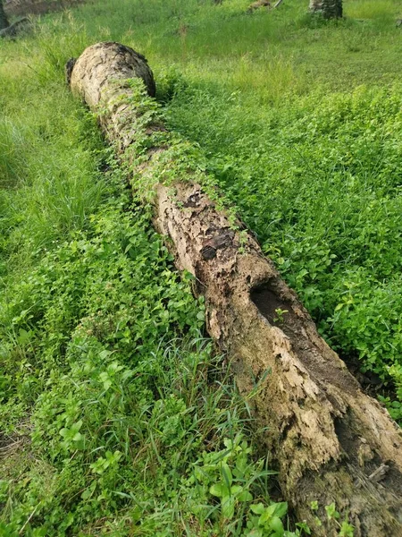 Poire Baumier Sauvage Plante Grimpante Rampant Sur Tronc Mort Tombé — Photo