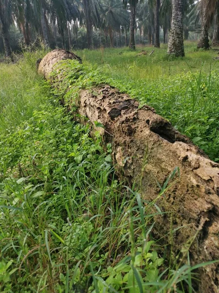 死んだ幹の上を這う野生のバルサム梨の登山工場 — ストック写真