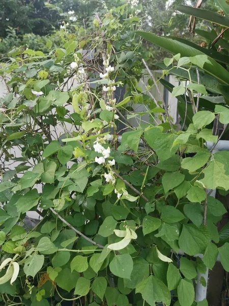 Blanc Lablab Escalade Plante Vigne Végétale — Photo