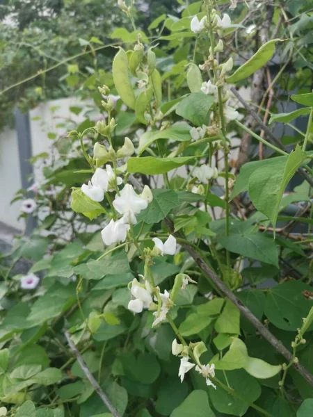 白色Lablab攀爬蔬菜藤植物 — 图库照片