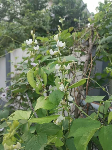 White Lablab Climbing Vegetable Vine Plant — Stock Photo, Image