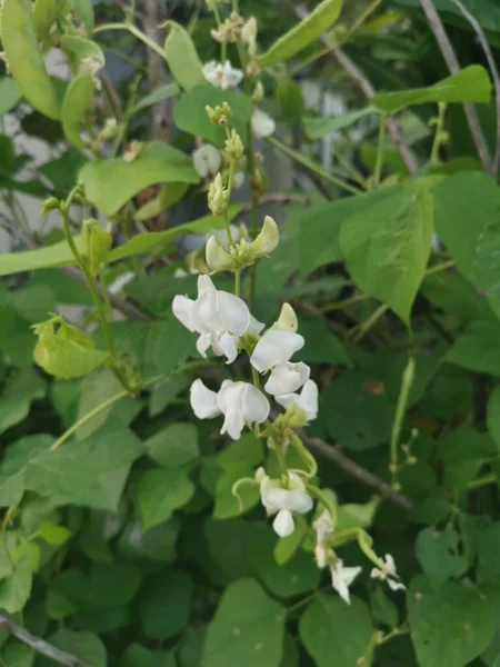 白色Lablab攀爬蔬菜藤植物 — 图库照片