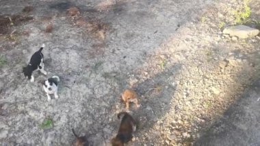 Çiftlikte başıboş birkaç köpek yavrusu..