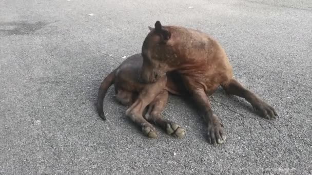 Black Stray Dog Alone Street — Stock Video