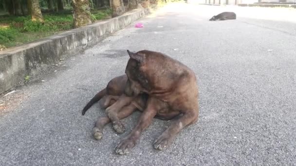 Svart Herrelös Hund Ensam Gatan — Stockvideo