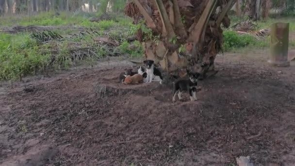 Dois Cachorros Vadios Plantação — Vídeo de Stock