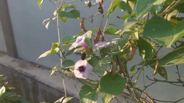 Carpinteiro Tropical Xylocopa Latipes Bumblebee — Vídeo de Stock