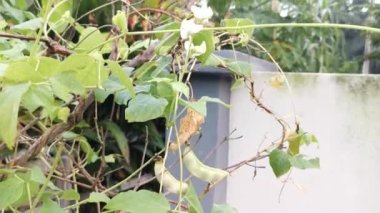 Beyaz labrador sebze asmasına tırmanıyor..