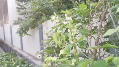 Beyaz labrador sebze asmasına tırmanıyor..