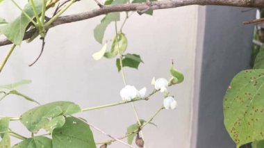 Beyaz labrador sebze asmasına tırmanıyor..