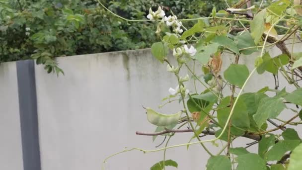 Blanc Lablab Escalade Plante Vigne Végétale — Video