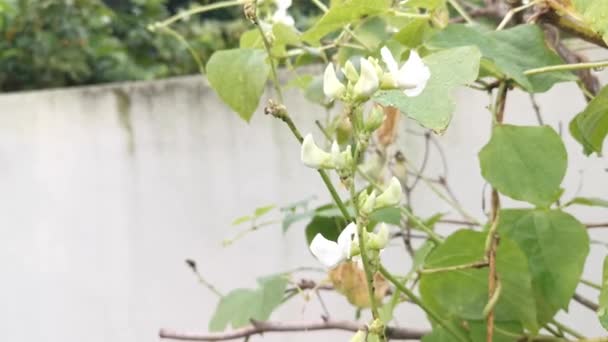 Biały Lablab Wspinaczka Warzyw Winorośli — Wideo stockowe