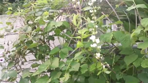 Laboratorio Blanco Escalada Planta Vid Vegetal — Vídeos de Stock