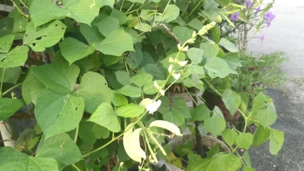 Biały Lablab Wspinaczka Warzyw Winorośli — Wideo stockowe