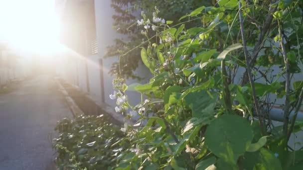 白い研究室で野菜のつるを登る植物 — ストック動画