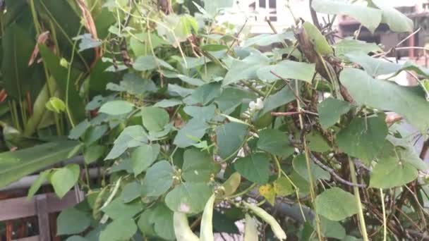 Hvid Lablab Klatring Vegetabilsk Vin Plante – Stock-video