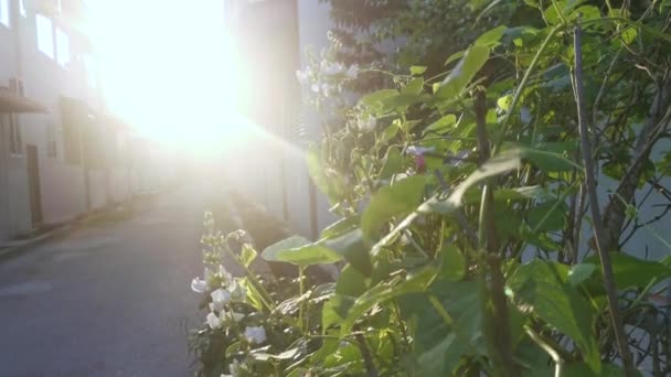 白色Lablab攀爬蔬菜藤植物 — 图库视频影像