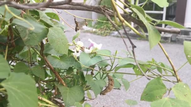 白い研究室で野菜のつるを登る植物 — ストック動画