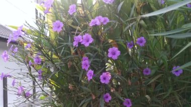 Mor yakut simplex çiçeğinin parıltısı. 