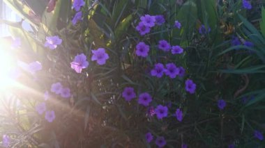 Mor yakut simplex çiçeğinin parıltısı. 