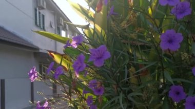 Mor yakut simplex çiçeğinin parıltısı. 