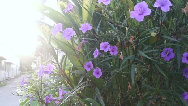 Lysande Fackla Den Lila Ruellia Simplex Blomma — Stockvideo