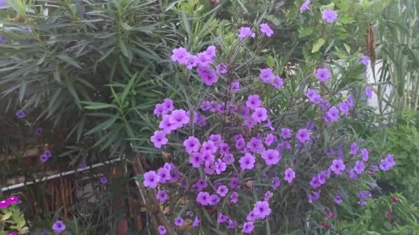 Сияющая Вспышка Фиолетовый Руэллия Простой Цветок — стоковое видео
