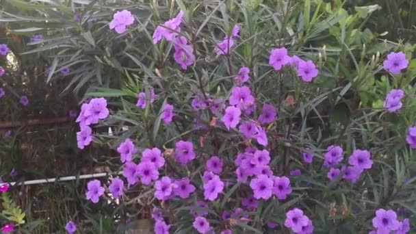 Shining Flare Purple Ruellia Simplex Flower — Stock Video