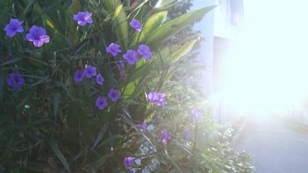 Resplandor Brillante Flor Ruellia Simplex Púrpura — Vídeos de Stock