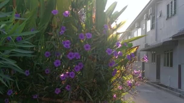 Brillare Bagliore Fiore Viola Ruellia Simplex — Video Stock