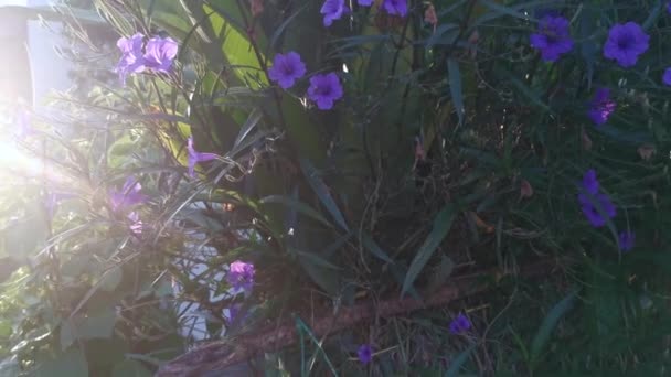 Leuchtendes Leuchten Der Violetten Blüte Ruellia Simplex — Stockvideo