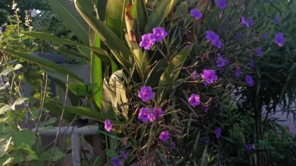 Błyszczący Rozbłysk Fioletowy Ruellia Simplex Kwiat — Wideo stockowe