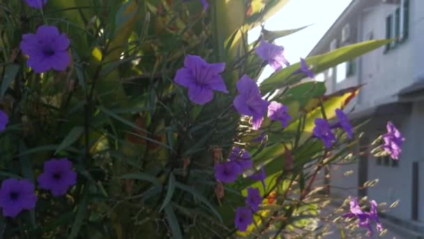 Błyszczący Rozbłysk Fioletowy Ruellia Simplex Kwiat — Wideo stockowe