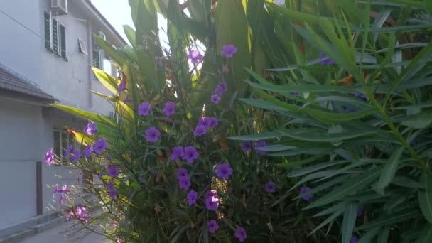 Resplandor Brillante Flor Ruellia Simplex Púrpura — Vídeos de Stock