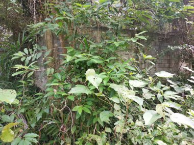 yüksek beton duvar bariyeri mülke izinsiz girmekten