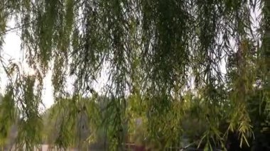 Sabah güneşi sokağın yapraklarına vuruyor..