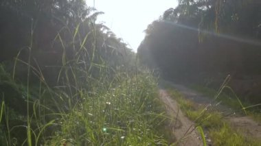 Sabah güneşi yol boyunca yapraklara vuruyor..