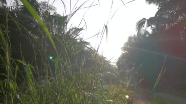 Sabah güneşi yol boyunca yapraklara vuruyor..