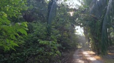 Sabah güneşi yol boyunca yapraklara vuruyor..