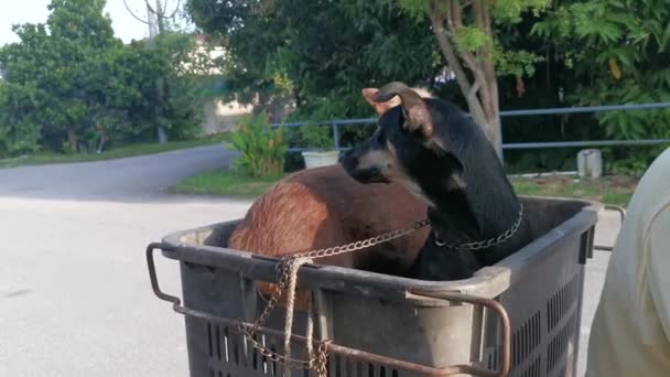 Perros Sentaron Mientras Eran Transportados Caja Fibra Servicio Pesado Cuadrado — Vídeos de Stock