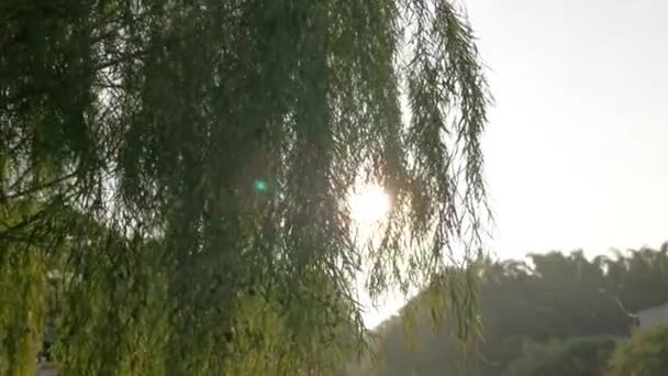 清晨的阳光照射在街上的树叶上 — 图库视频影像