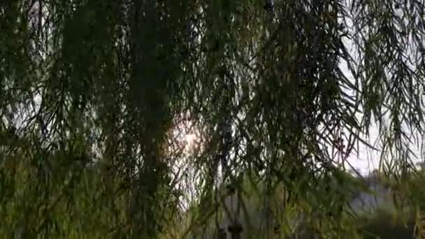 清晨的阳光照射在街上的树叶上 — 图库视频影像