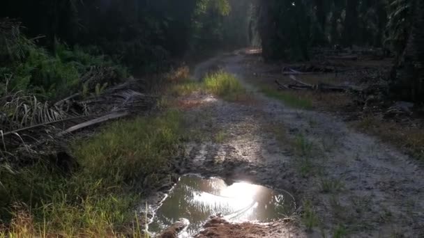 沿着小路从水坑反射出的晨光 — 图库视频影像