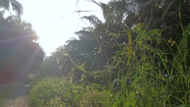 Bagliore Del Sole Mattutino Contro Fogliame Lungo Sentiero — Video Stock