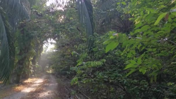 Morning Sun Flare Foliage Pathway — Stock Video