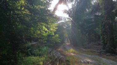 Sabah güneşi yol boyunca yapraklara vuruyor..
